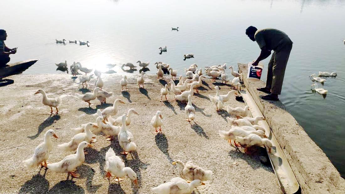 ಬೈಲಹೊಂಗಲ: ಕೆರೆಯ ಅಂದ ಹೆಚ್ಚಿಸಿದ ಬಾತುಕೋಳಿ 