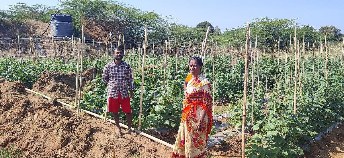 ಗಜೇಂದ್ರಗಡ | ನಿವೇಶನದಲ್ಲಿ ಸೌತೆ ಪ್ಲಾಟ್‌; ಪದವೀಧರನ ಹೊಸ ಪ್ರಯೋಗ