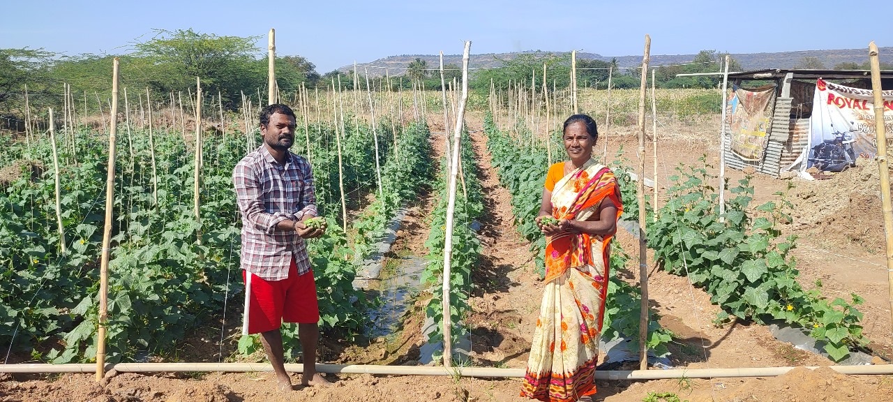 ಗಜೇಂದ್ರಗಡ ಸಮೀಪದ ದಿಂಡೂರ ಗ್ರಾಮದ ಪ್ರಮೋದ ಅಬ್ಬಿಗೇರಿ ಹಾಗೂ ಅವರ ತಾಯಿ ಯಶೋದಾ ಅಬ್ಬಿಗೇರಿ ನಿವೇಶನದಲ್ಲಿ ಬೆಳೆದಿರುವ ಸೌತೆ ಪ್ಲಾಟ್‌