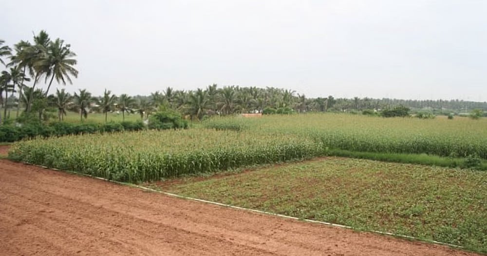 ಚಿಕ್ಕಮಗಳೂರು | ಭೂ ಅಕ್ರಮ: ವರ್ಷ ಕಳೆದರೂ ಕ್ರಮವಿಲ್ಲ