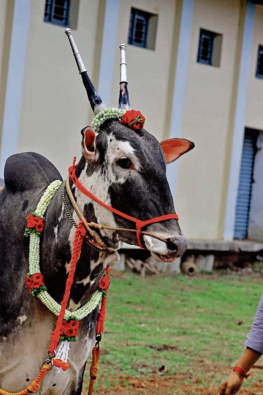 ಹಳ್ಳಿಕಾರ್ ತಳಿಯೂ..ಸಮುದಾಯ ಕಥನವೂ..