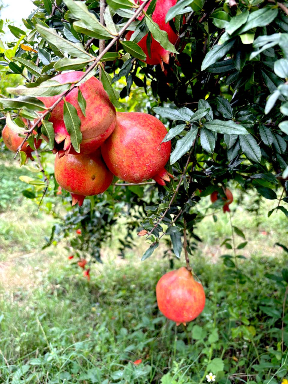 ದಾಳಿಂಬೆ