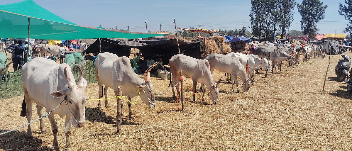 ಬೆಟ್ಟದಪುರ ಜಾನುವಾರು ಜಾತ್ರೆ: ಹಳ್ಳಿಕಾರ್‌ ಜೋಡೆತ್ತು ಬೆಲೆ ₹ 6.5 ಲಕ್ಷ! 