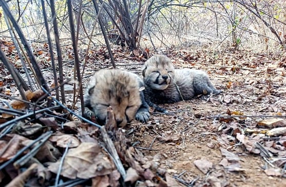 ಎರಡು ಮರಿಗಳಿಗೆ ಜನ್ಮ ನೀಡಿದ ಚೀತಾ: ಕುನೊದಲ್ಲಿ ಚೀತಾಗಳ ಸಂಖ್ಯೆ 26ಕ್ಕೇರಿಕೆ