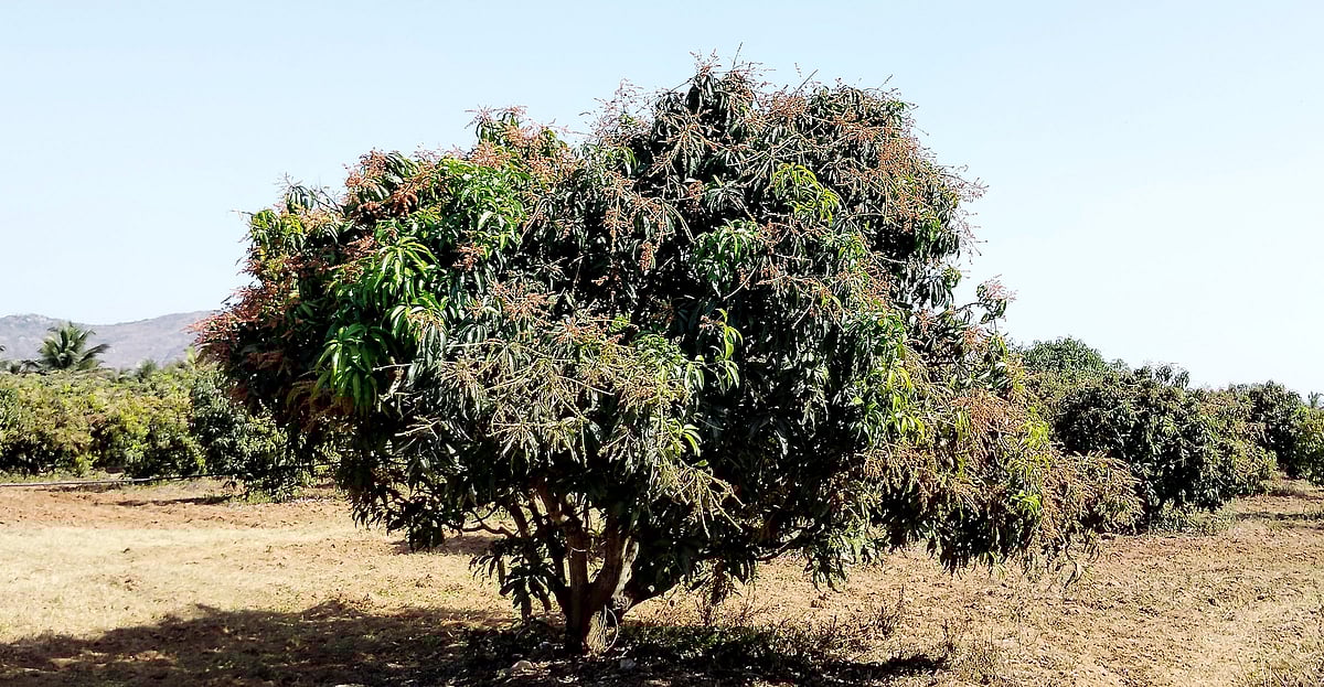 ಹೊಳಲ್ಕೆರೆ | ಮಾವು: ಈ ವರ್ಷ ಬಂಪರ್ ಇಳುವರಿ ನಿರೀಕ್ಷೆ