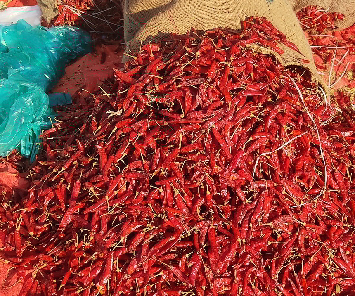 ಬ್ಯಾಡಗಿ ಮೆಣಸಿನಕಾಯಿ ಆವಕದಲ್ಲಿ ದಿಢೀರ್‌ ಇಳಿಕೆ: ಬೆಲೆಯೂ ತುಸು ಕುಸಿತ