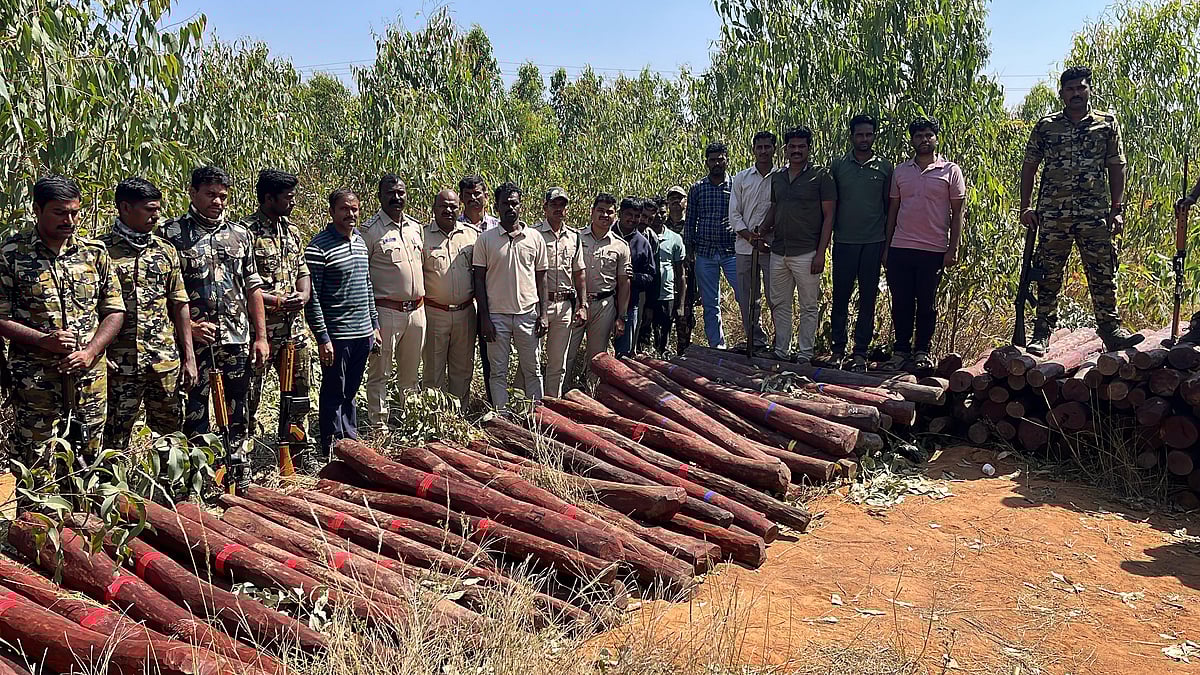 ಹೊಸಕೋಟೆ: ನೀಲಗಿರಿ ತೋಪಿನಲ್ಲಿ ಬಚ್ಚಿಟ್ಟಿದ್ದ ₹1 ಕೋಟಿ ಮೌಲ್ಯದ ರಕ್ತ ಚಂದನ ವಶ