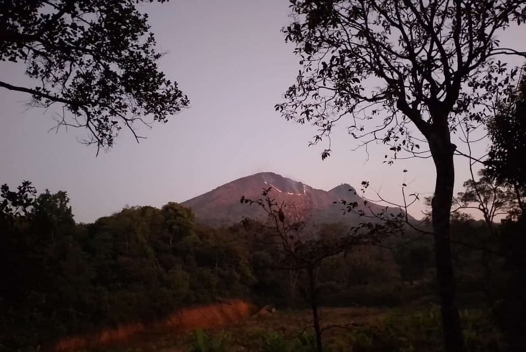 ಅಂಬಾರಗುಡ್ಡ: ಬೆಂಕಿಗೆ ಸಸ್ಯ ಸಂಪತ್ತು ನಾಶ