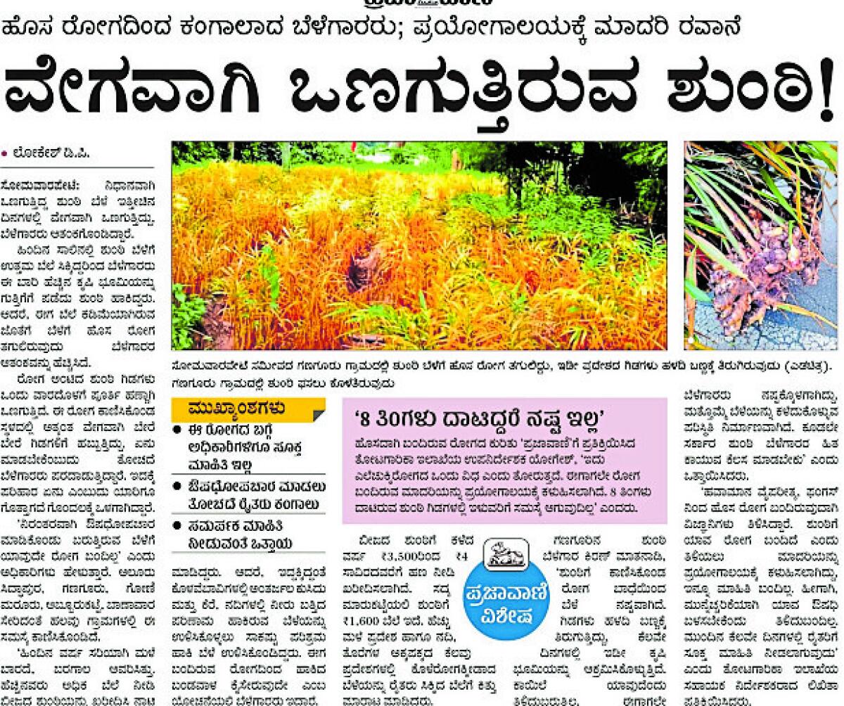 ‘ಪ್ರಜಾವಾಣಿ’ 2024ರ ನವೆಂಬರ್ 20ರಂದು ‘ವೇಗವಾಗಿ ಒಣಗುತ್ತಿರುವ ಶುಂಠಿ’ ಎಂಬ ಶೀರ್ಷಿಕೆಯಡಿ ಶುಂಠಿ ಬೆಳೆಗೆ ಬಂದಿರುವ ಹೊಸ ಬಗೆಯ ಕಾಯಿಲೆ ಕುರಿತು ವರದಿ ಮಾಡಿ ವಿಜ್ಞಾನಿಗಳ ಗಮನ ಸೆಳೆದಿತ್ತು