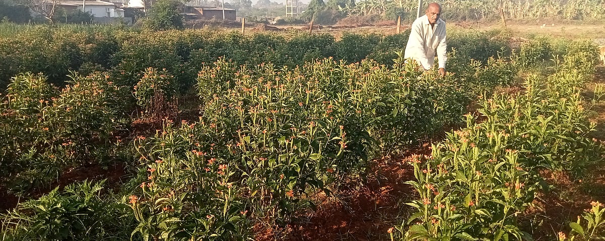 ಸಂತೇಮರಹಳ್ಳಿ | ಕೈ ಹಿಡಿದ ಕನಕಾಂಬರ: ಆದಾಯ ನಿರಂತರ 