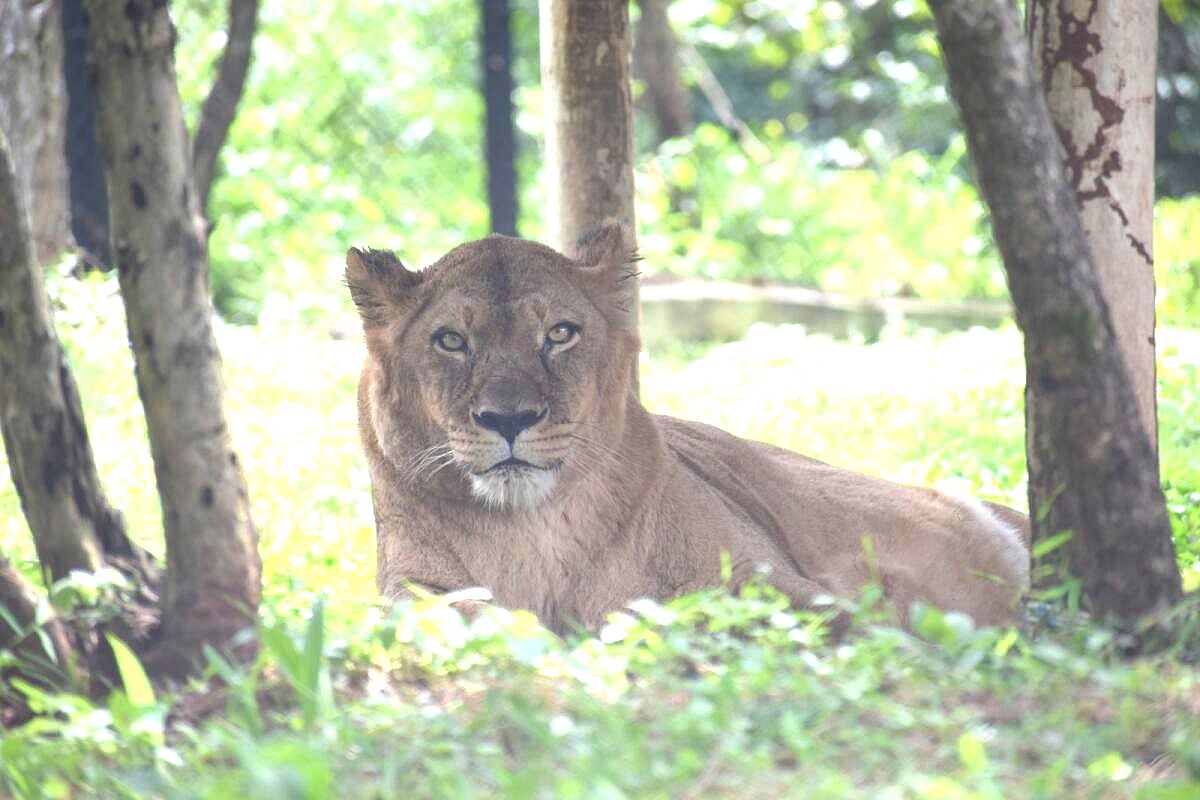 ಭೂತರಾಮನಹಟ್ಟಿಯ ಕಿರು ಮೃಗಾಲಯ: ‘ನಿರುಪಮಾ’
ಸಿಂಹ ಸಾವು