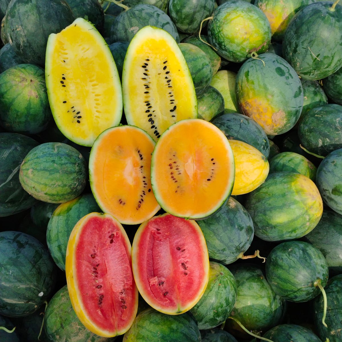 ಉಡುಪಿ: 23 ಎಕರೆಗೆ ವ್ಯಾಪಿಸಿದ ಬಣ್ಣದ ಕಲ್ಲಂಗಡಿ