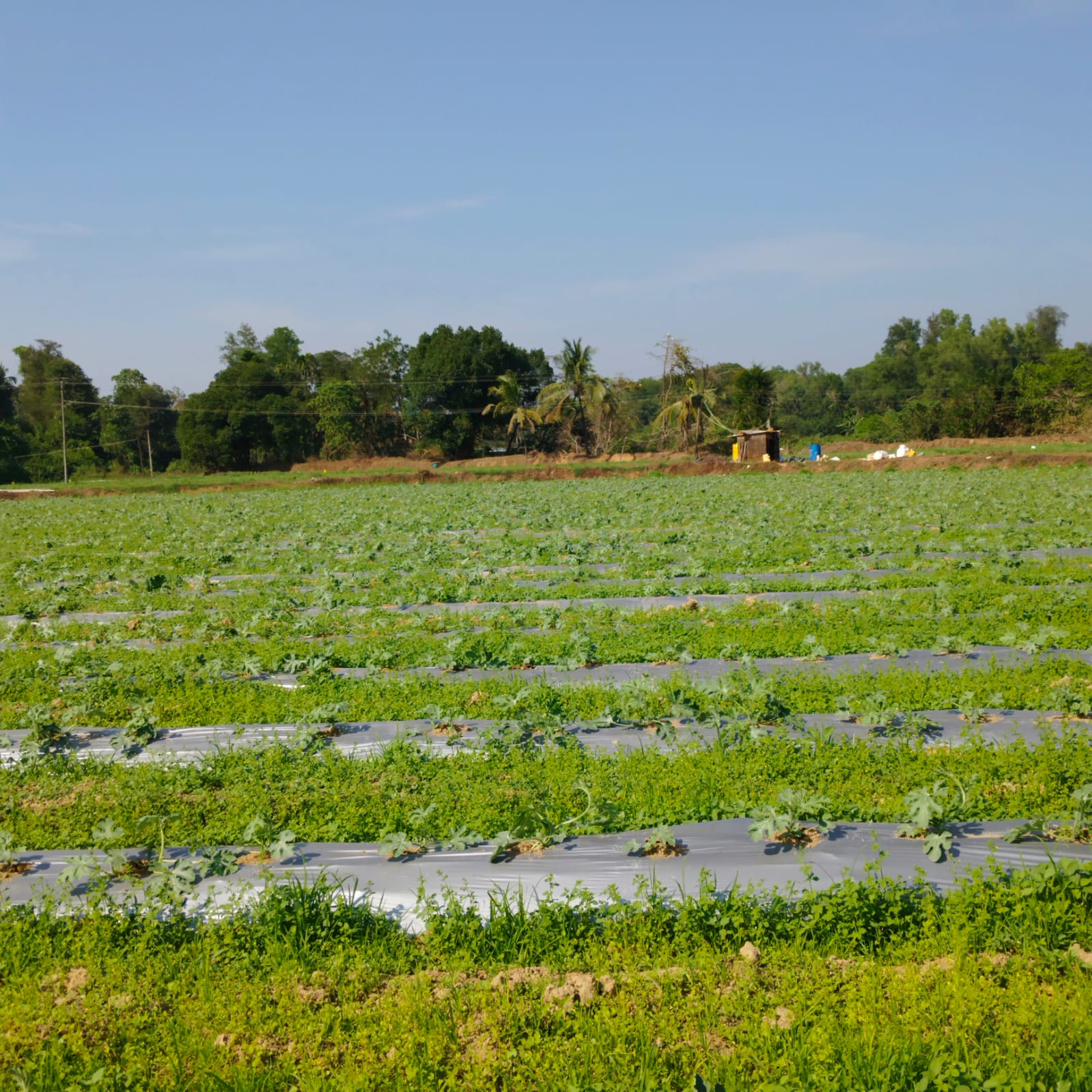 ಸುರೇಶ್‌ ನಾಯಕ್‌ ಅವರ ಕಲ್ಲಂಗಡಿ ಕೃಷಿ