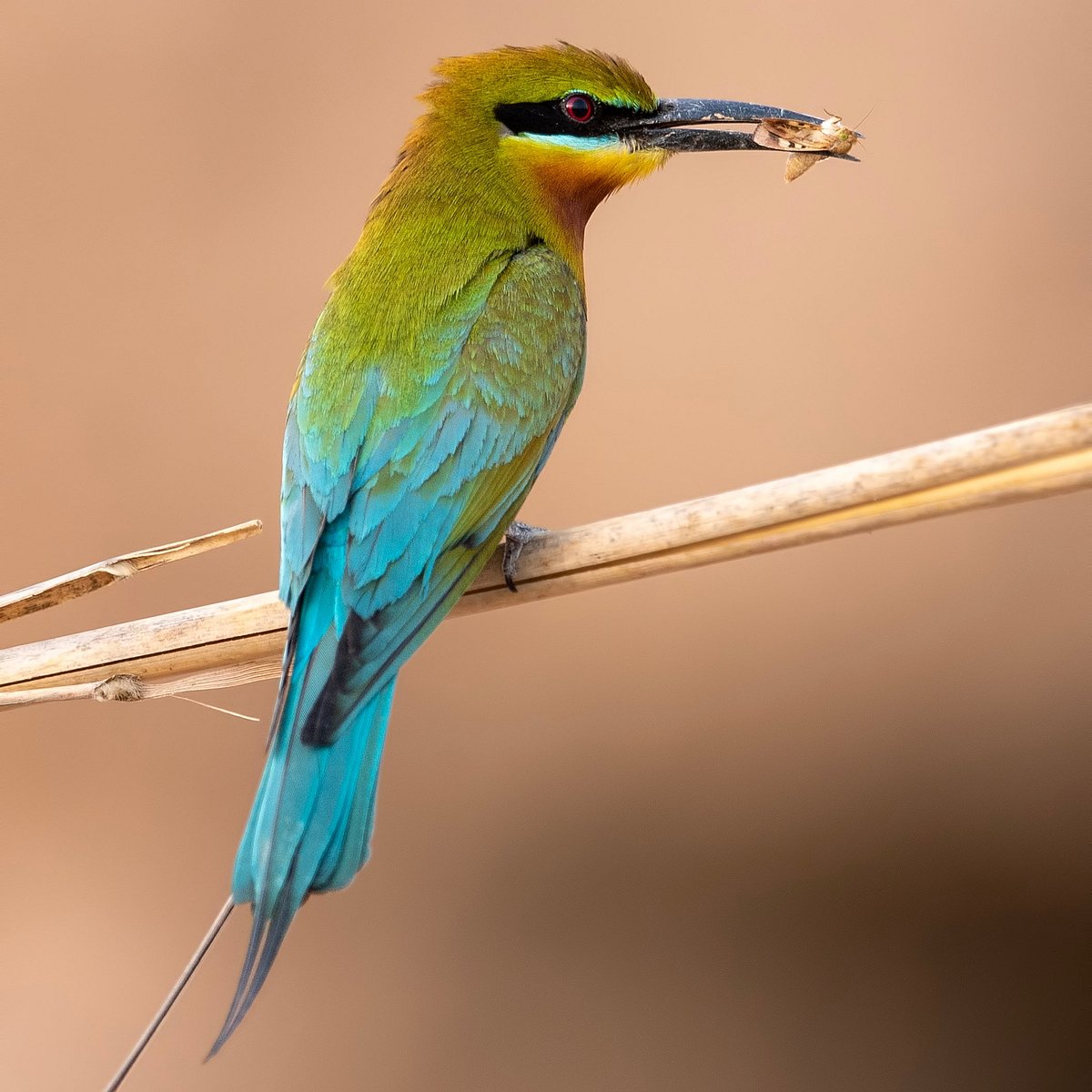 ವಲಸೆ ಹಕ್ಕಿಗಳ ಹಾಡುಪಾಡು