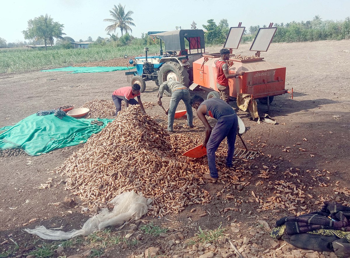 ತೇರದಾಳ: ಅರಿಶಿನಕ್ಕೆ ಮತ್ತೊಮ್ಮೆ ಬಂಗಾರದ ಬೆಲೆ; ಅನ್ನದಾತನಿಗೆ ಹರ್ಷ