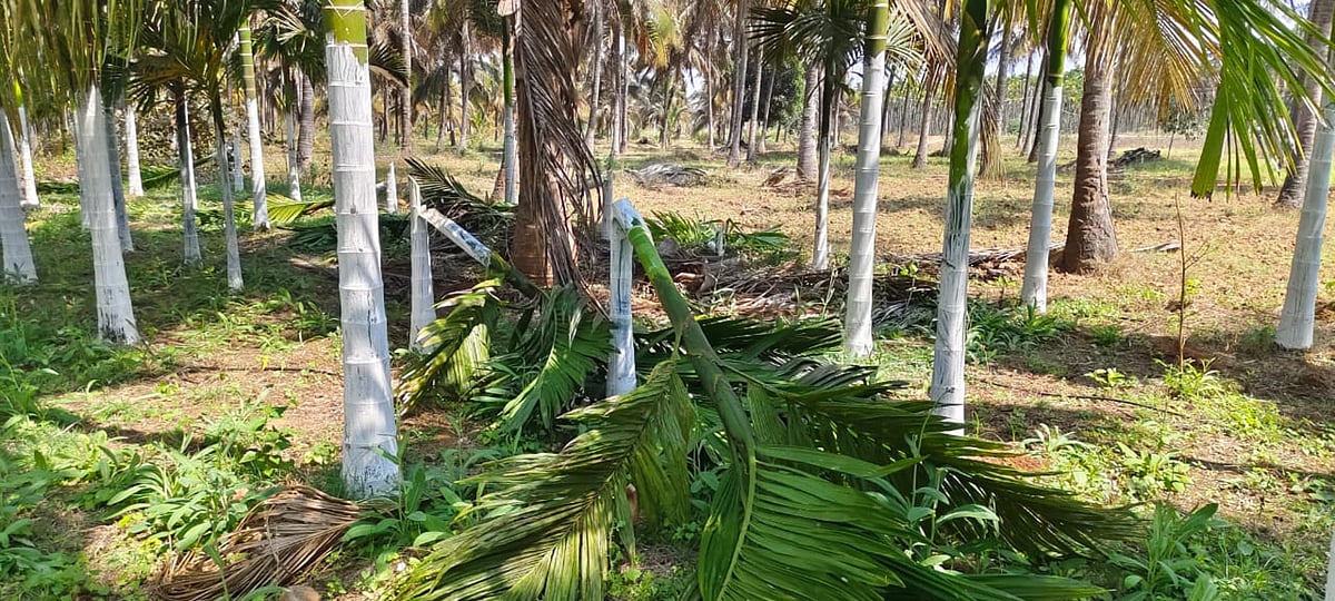 ಹುಳಿಯಾರು: 600 ಅಡಕೆ ಮರ ಕಡಿದ ದುಷ್ಕರ್ಮಿಗಳು