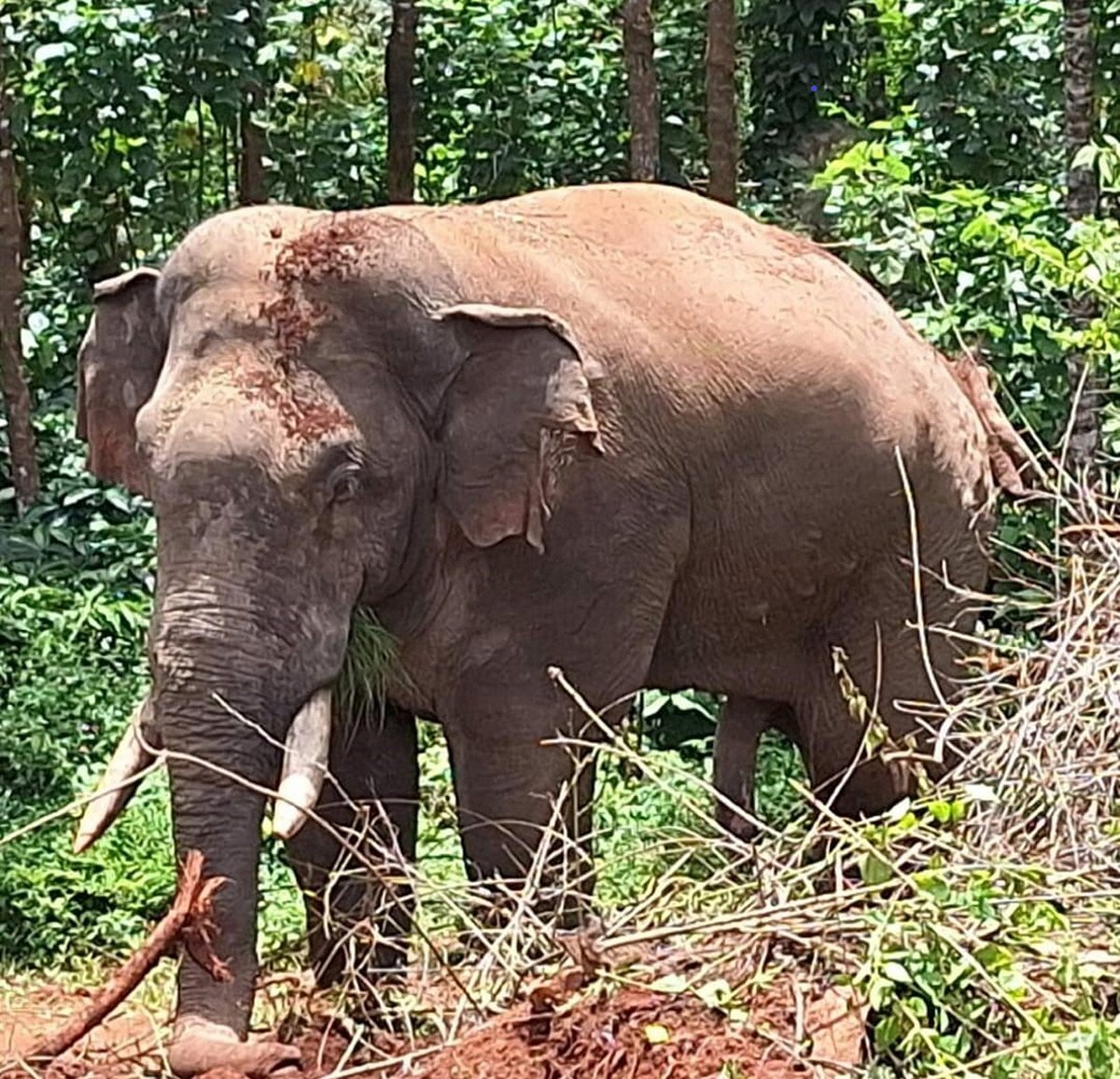 ವಯನಾಡ್: ಚೂರಲ್‌ಮಲ ಸಮೀಪ ಕಾಡಾನೆ ದಾಳಿಯಲ್ಲಿ ವ್ಯಕ್ತಿ ಸಾವು

