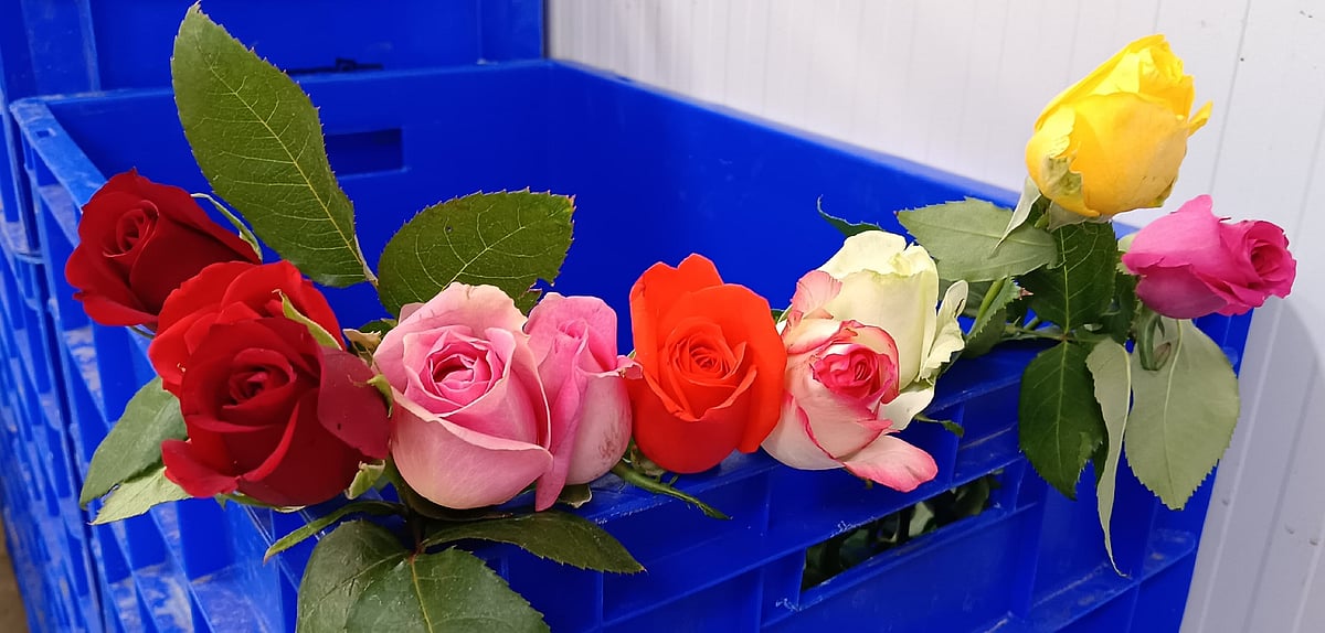 ಪ್ರೇಮಿಗಳ ದಿನ: ಮನಸ್ಸು, ಹೃದಯ ಬೆಸೆಯುವ ಗುಲಾಬಿಗೆ ಬೇಡಿಕೆ, ಬೆಳೆಗಾರರಿಗೆ ಬಂಪರ್‌