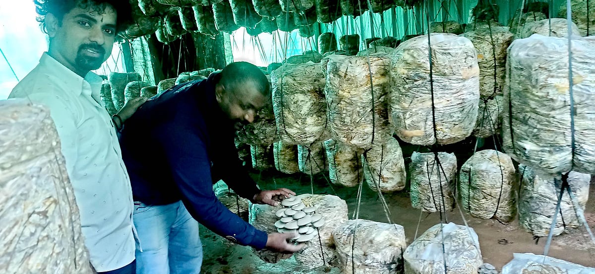 ಸೋಮವಾರಪೇಟೆ: ಅಣಬೆ ಕೃಷಿ; ಯಶಸ್ಸು ಕಂಡ ಸ್ನೇಹಿತರು