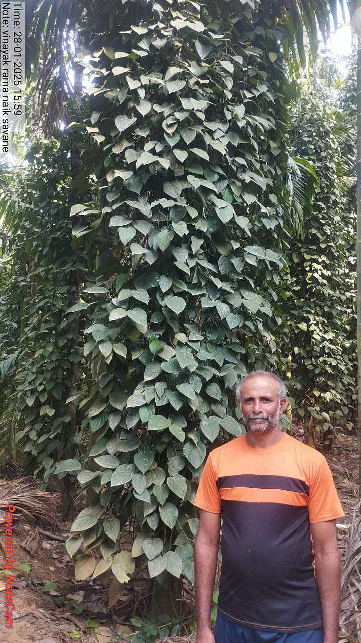 ಯಲ್ಲಾಪುರ: 7 ಗುಂಟೆ ಜಮೀನಿನಲ್ಲಿ ಕ್ವಿಂಟಲ್ ಕಾಳುಮೆಣಸು