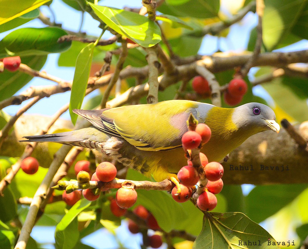 ದಾಂಡೇಲಿಯಲ್ಲಿ ಕಂಡು ಬಂದ ಹಳದಿ ಕಾಲಿನ ಹಸಿರು ಪಾರಿವಾಳ
