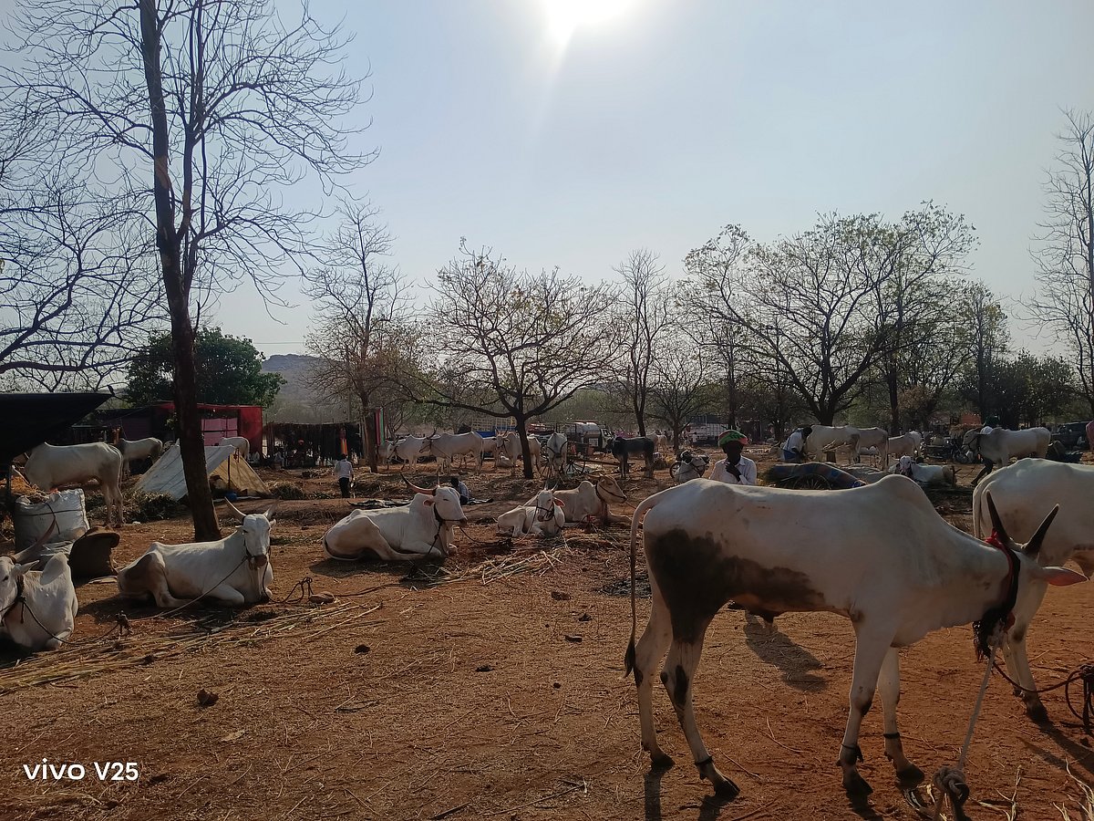 ಜೆನೆರಿಕ್‌ ಪಶು ಔಷಧಿ ಪೂರೈಕೆಗೆ ಕೇಂದ್ರ ಸಂಪುಟ ಒಪ್ಪಿಗೆ 