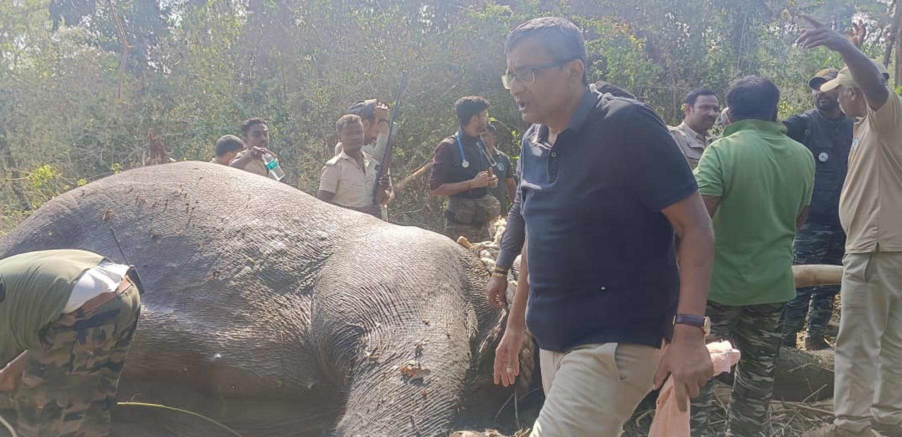 ಅರವಳಿಕೆ ಗುಂಡು ತಿಂದು ಪ್ರಜ್ಷೆ ತಪ್ಪಿ ಬಿದ್ದ ಆನೆಯನ್ನು ಬಂಧಿಸಲು ಮುದಾದ ಸಿಬ್ಬಂದಿಗಳು
