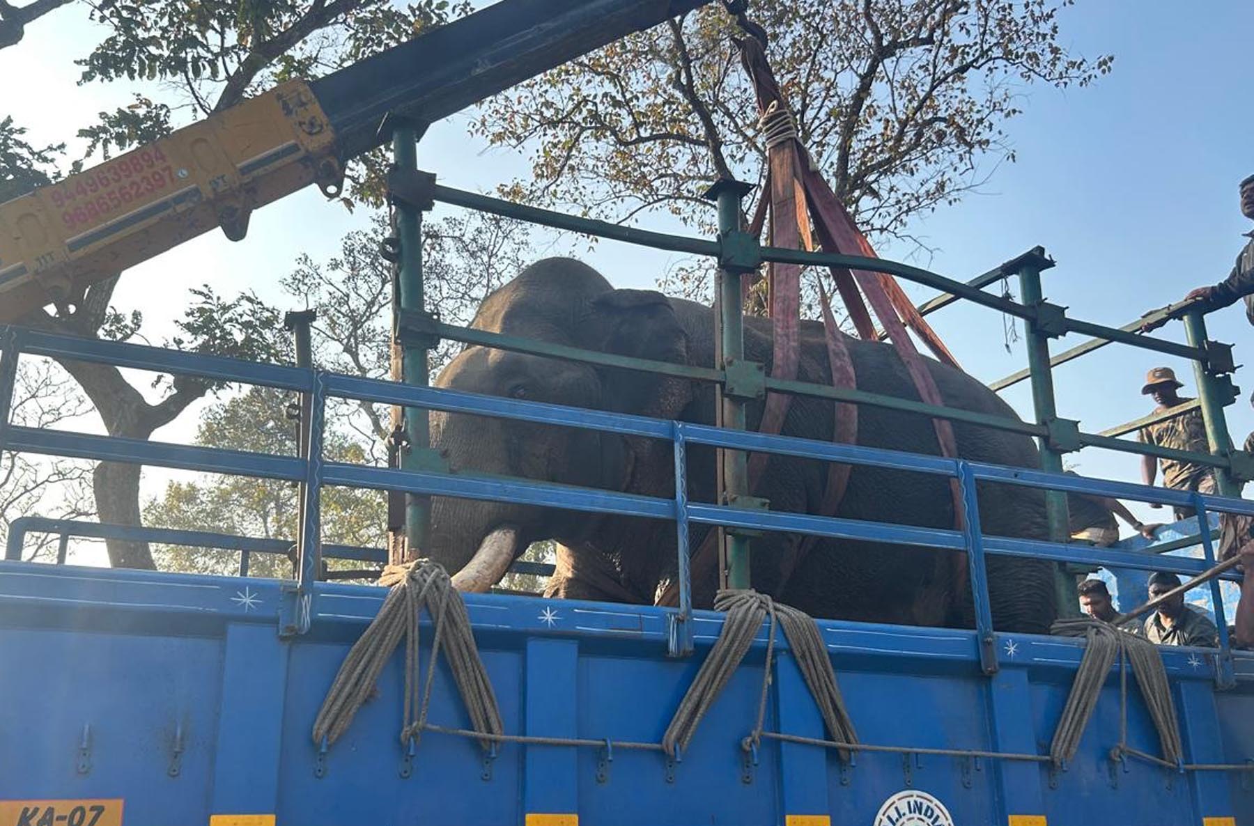 ಸೆರೆಯಾದ ಬಳಿಕ ಲಾರಿ ಹತ್ತಿದ ಕಾಡಾನೆ