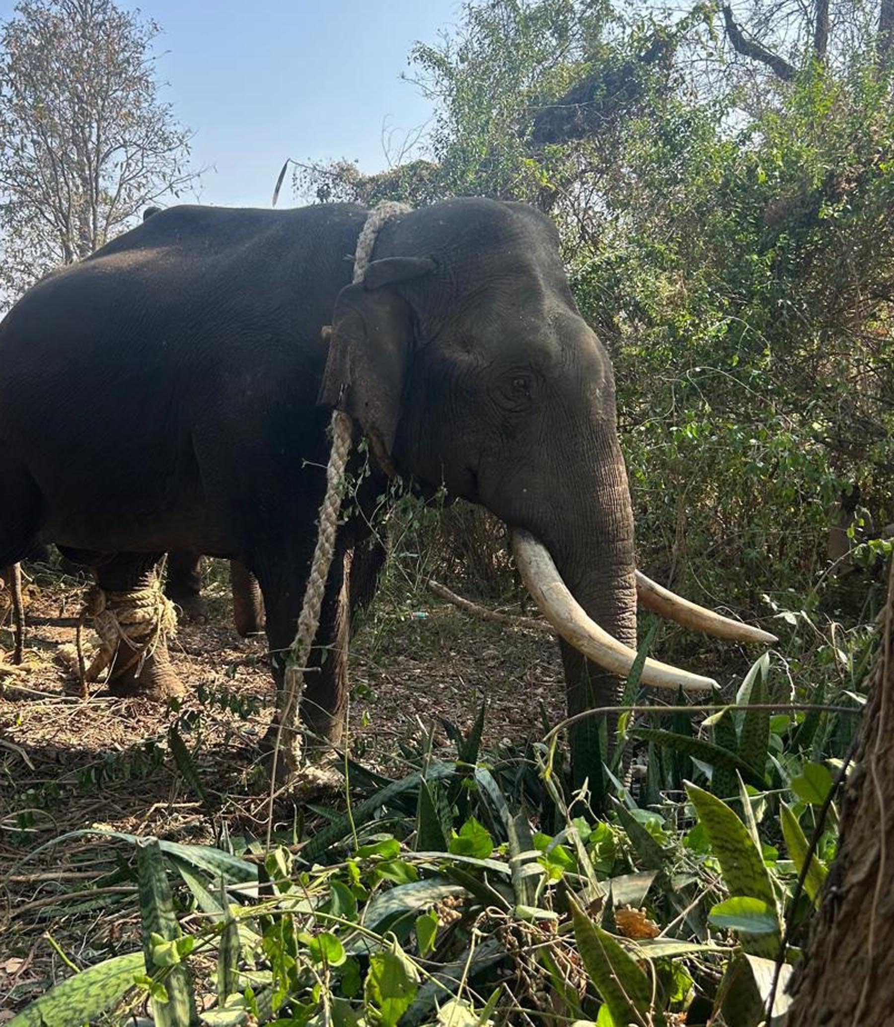 ಸೆರೆಯಾದ ಕಾಡಾನೆ ವೇದ