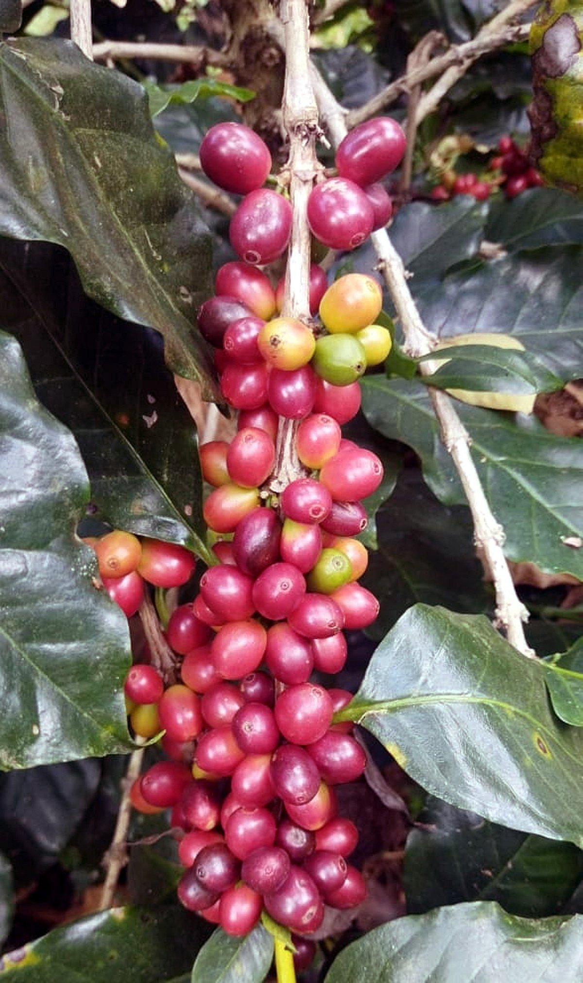 ಮಾರ್ಚ್‌ ಮೊದಲ ವಾರದಲ್ಲಿ ಕಾಫಿ ದರ ಏರಿಕೆ: ಪಿ.ಸಿ. ರಾವ್ 