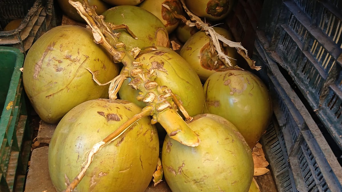 ಕೊಡಗು ‌| ಬಿಸಿಲ ಝಳ; ಎಳನೀರು ದರ ಏರಿಕೆ ಬಿಸಿ