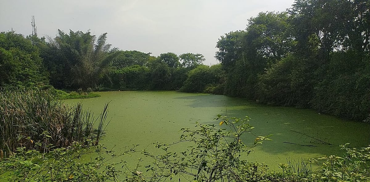 ಮೈಸೂರು: ಕಲುಷಿತಗೊಂಡಿದ್ದ ‘ಹಿರಿಕೆರೆ’ಗೆ ಮರುಜೀವ