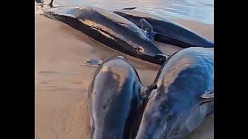 Australia: ಒಟ್ಟಿಗೆ ಸಮುದ್ರ ತೀರಕ್ಕೆ ಬಂದು ಬಿದ್ದ 150 ತಿಮಿಂಗಿಲ! ಕಾರಣ ನಿಗೂಢ