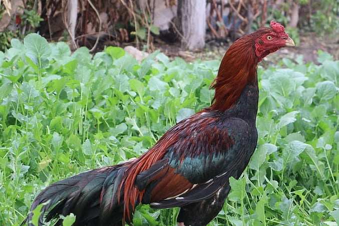 ನಿದ್ರೆಗೆ ಭಂಗ | ಕೇರಳದಲ್ಲಿ ಹುಂಜದ ವಿರುದ್ಧವೇ ದಾಖಲಾಯ್ತು ಪ್ರಕರಣ!