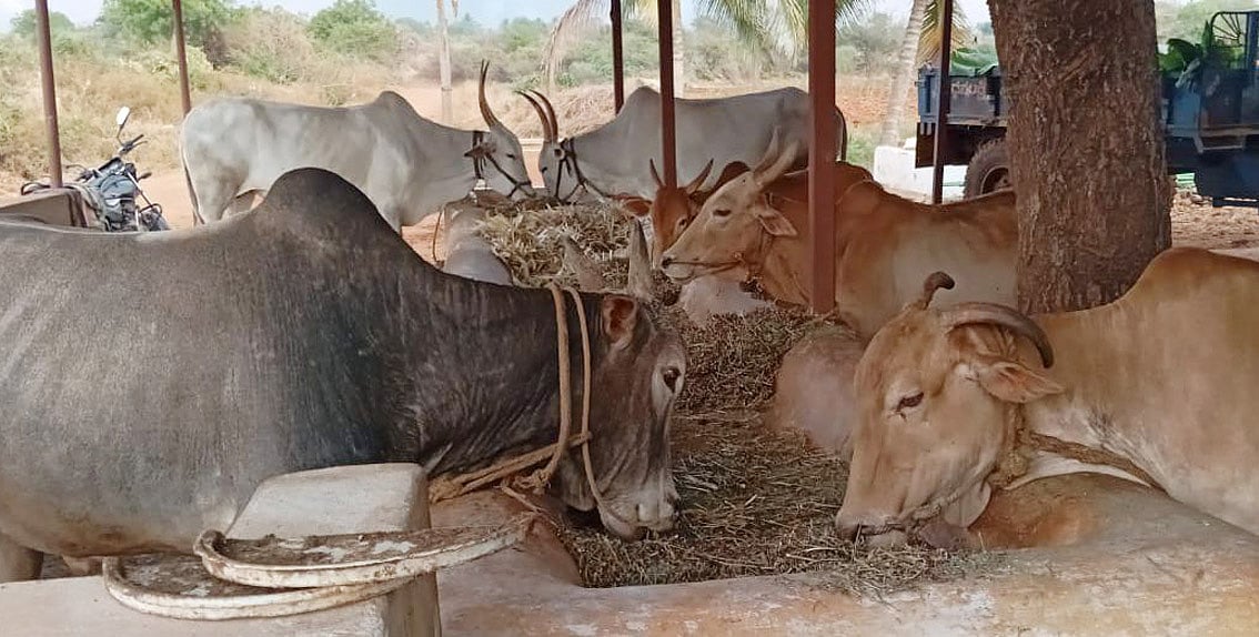 6 ತಿಂಗಳಿನಿಂದ ಬಿಡುಗಡೆಯಾಗದ ಅನುದಾನ: ಹೈನುಗಾರರಿಗೆ ಸಿಗದ ‘ಅನುಗ್ರಹ’