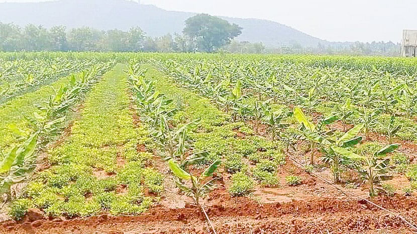 ಜೀವಾಮೃತ ತಯಾರಿಕೆ: ಬೆಳೆಗಳಿಗೆ ಹೆಚ್ಚಿದ ಸಮೃದ್ಧತೆ– ಮುಂಡರಗಿ ಮಾದರಿ ರೈತ