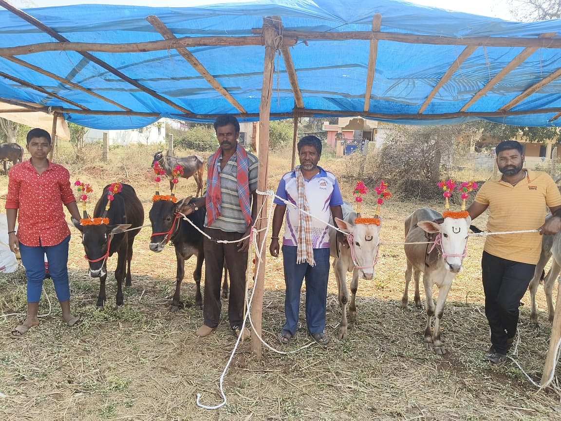 ಹೆಸರಘಟ್ಟ: ದನಗಳ ಜಾತ್ರೆ ಪ್ರಾರಂಭ