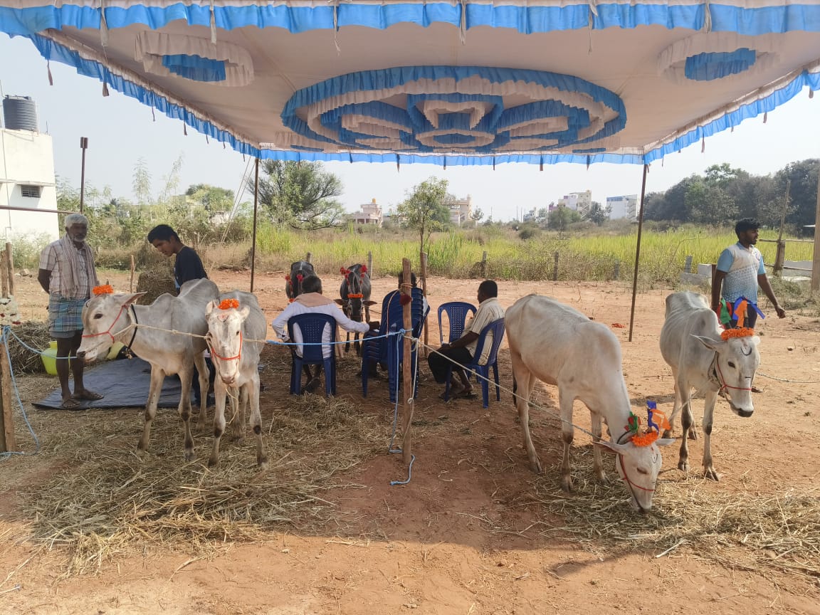 ಜಾತ್ರೆಗೆ ಆಗಮಿಸಿರುವ ರಾಸುಗಳು