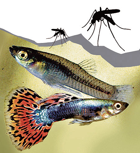 ಸಂಗತ: ಸರ್ಕಾರದ ನೆಮ್ಮದಿ ಕೆಡಿಸಿದ ಮೀನು!