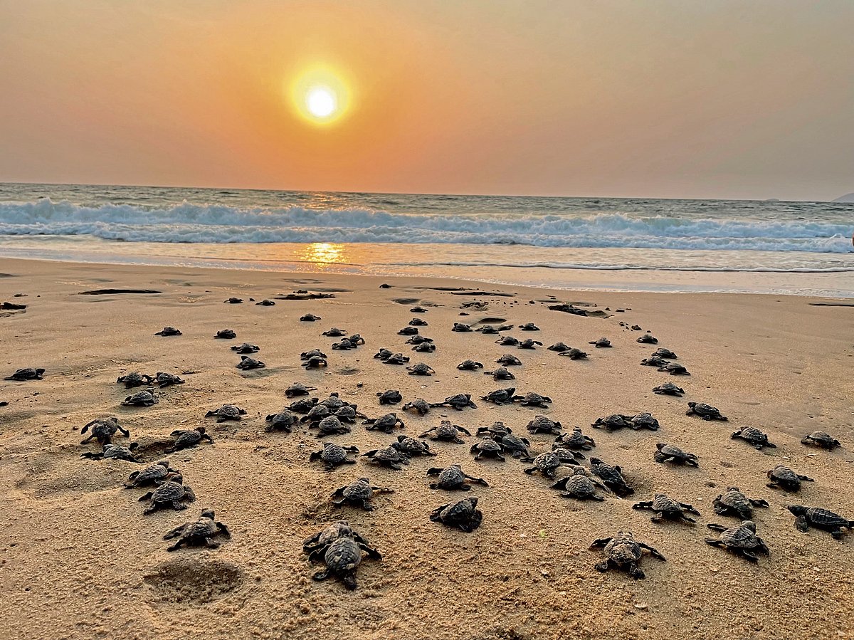 ಆಲಿವ್ ರಿಡ್ಲೆ ತವರು ಅರಿವಿಗೆ ಬಾರದ ಬದಲು