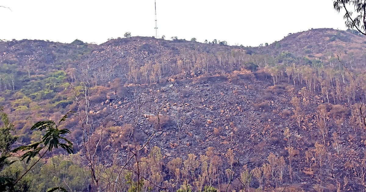 Fire at Chamundi Hills | ಬೆಂಕಿ ರೇಖೆ ನಿರ್ವಹಿಸಿಲ್ಲ: ಆರೋಪ