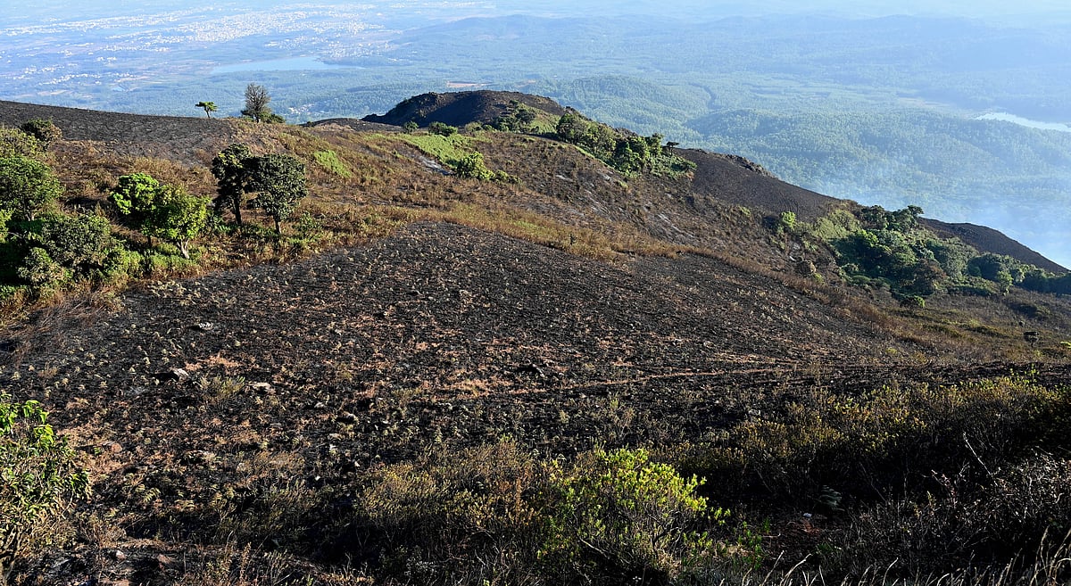 ಚಿಕ್ಕಮಗಳೂರು: ಶೋಲಾ ಕಾಡಿಗೆ ಕಾಳ್ಗಿಚ್ಚಿನ ಭಯ