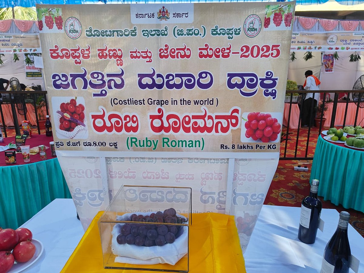 ಕೊಪ್ಪಳ | ಹಣ್ಣುಗಳ ‌ಮೇಳ: ₹8 ಲಕ್ಷ ಕೆ.ಜಿ.ಯ ರೂಬಿ ರೋಮನ್ ದ್ರಾಕ್ಷಿ ಆಕರ್ಷಣೆ