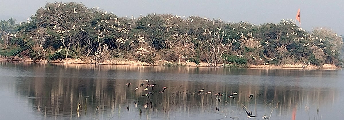 ಮಲೇಬೆನ್ನೂರು | ಹೆಳವನಕಟ್ಟೆ ಕೆರೆ: ಬೆಳ್ಳಕ್ಕಿ ಕಲರವ