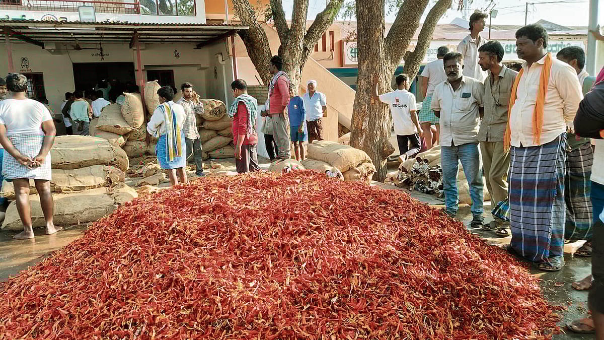 ಆಳ–ಅಗಲ | ಮೆಣಸಿನಕಾಯಿ ದರ ಕುಸಿತ: ರಾಜ್ಯದ ರೈತರಿಗೆ ಸಿಕ್ಕಿಲ್ಲ ನೆರವು