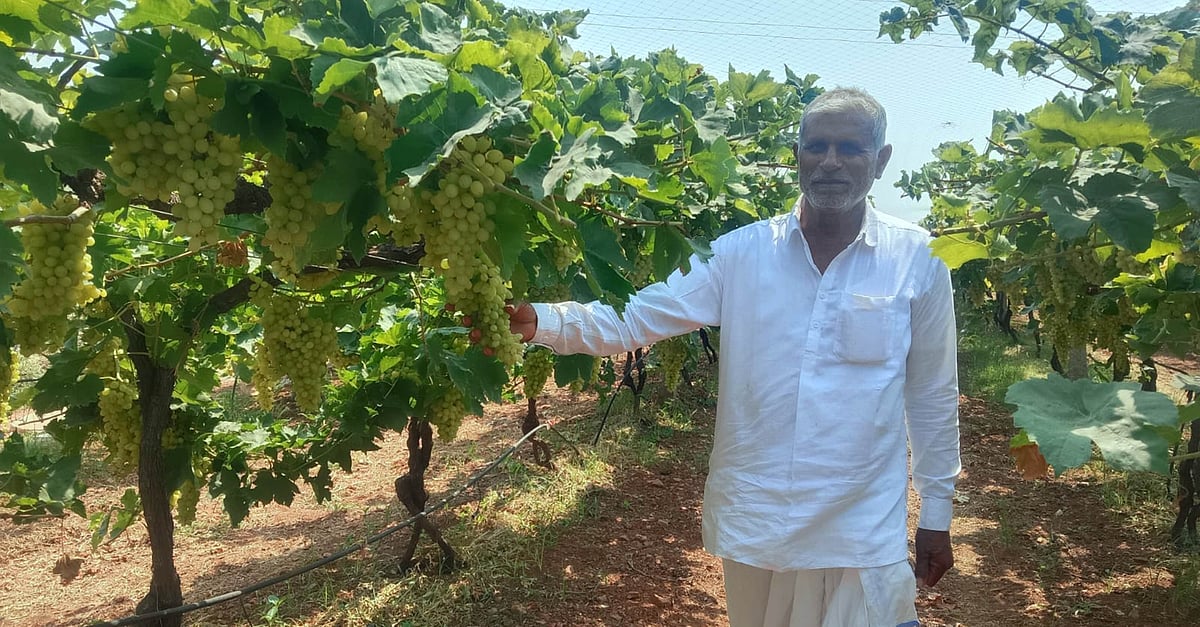 ಕುಷ್ಟಗಿ: ವೃದ್ಧ ದಂಪತಿ ಬದುಕಿಗೆ ಸಿಹಿಯಾದ ದ್ರಾಕ್ಷಿ ಬೆಳೆ