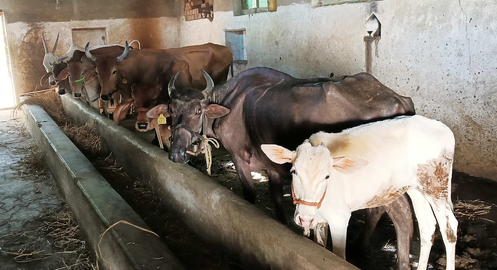 ನಿಂಗನಗೌಡ ಪಾಟೀಲ ಅವರು ಸಾಕಿರುವ ದನ–ಕರುಗಳು