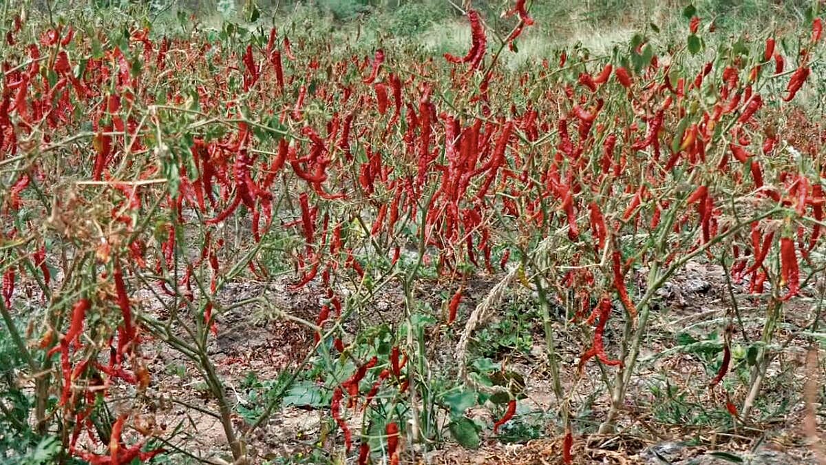 ಕೊಪ್ಪಳ | ಕುಸಿದ ಧಾರಣೆ, ಇಳುವರಿ; ರೈತರಿಗೆ ಮೆಣಸಿನಕಾಯಿ ಘಾಟು 