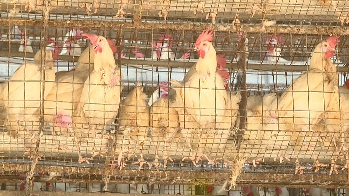 ಬಳ್ಳಾರಿ: ಒಂದೇ ಫಾರಂನಲ್ಲಿ 8,000 ಕೋಳಿ ಸಾವು