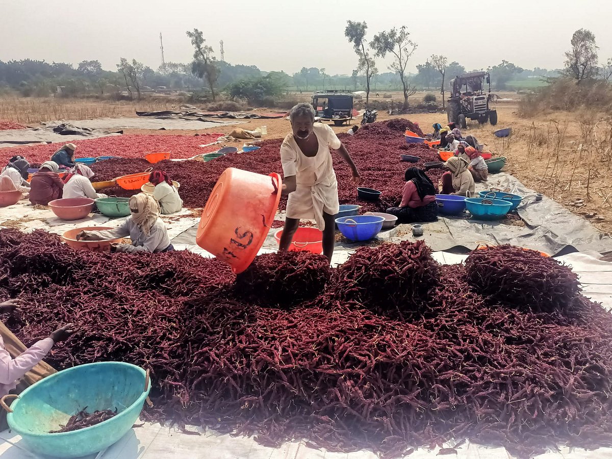 ಬಾಗಲಕೋಟೆ: ರೈತರಿಗೆ ‘ಖಾರ’ವಾದ ಒಣ ಮೆಣಸಿನಕಾಯಿ